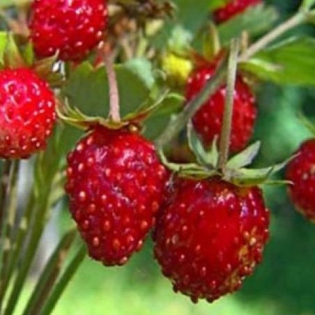 Земляника лесная Времена Года